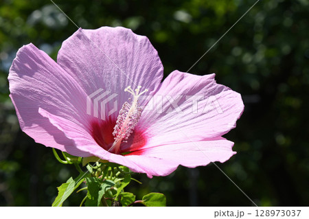 ムクゲ（木槿） 128973037