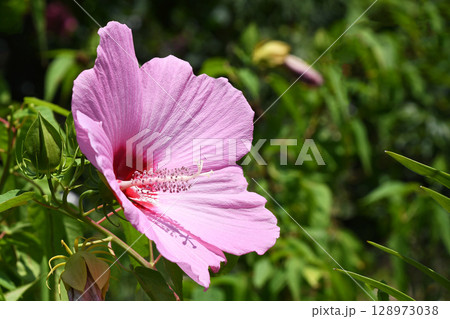 ムクゲ（木槿） 128973038