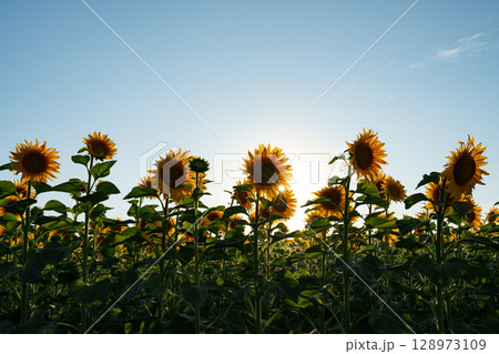 Sun rays penetrate a field of sunflowers. Oil production. Sun rays penetrate a field of sunflowers. Oil production. 128973109