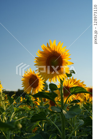 Sunflowers in a field bathed in soft evening light against a clear blue sky. Sunflowers in a field bathed in soft evening light against a clear blue sky. 128973110