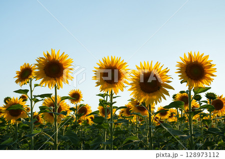Sunflowers in a field bathed in soft evening light against a clear blue sky. 128973112