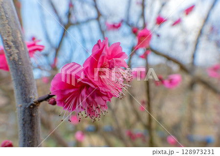 鮮やかな紅梅の花が春の訪れを告げる 128973231