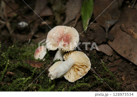 小型の白地にピンク色のベニタケ属キノコの表裏(自然環境下菌・キノコ類マクロ撮影) 小型の白地にピンク色のベニタケ属キノコの表裏(自然環境下菌・キノコ類マクロ撮影) 128973534