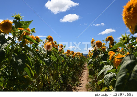 向日葵の道 向日葵の道 128973685