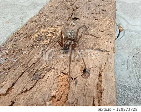 Brown Harvestman Spider on Wood Plank with Holes, Detailed Texture, Natural Lighting, Outdoor Scene, Dark Colors, Macro Photography Style. Brown Harvestman Spider on Wood Plank with Holes, Detailed Texture, Natural Lighting, Outdoor Scene, Dark Colors, Macro Photography Style. 128973729