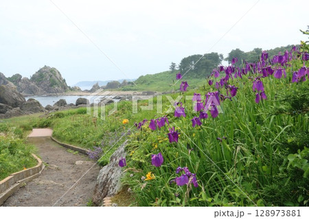 山野草がいざなう種差海岸中須賀の遊歩道 山野草がいざなう種差海岸中須賀の遊歩道 128973881