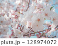 春の青空に映える満開の桜 128974072