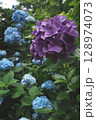 梅雨の晴れ間に咲く紫陽花 128974073