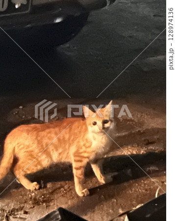 可愛い子猫 128974136