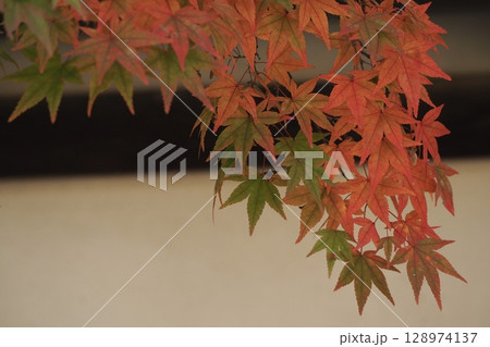 紅葉 紅葉 128974137