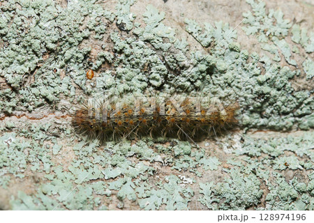 ウメノキゴケに覆われた大樹の幹にトモエガ科蛾の幼虫(日本アウトドアフィールド昆虫生態マクロ撮影) ウメノキゴケに覆われた大樹の幹にトモエガ科蛾の幼虫(日本アウトドアフィールド昆虫生態マクロ撮影) 128974196
