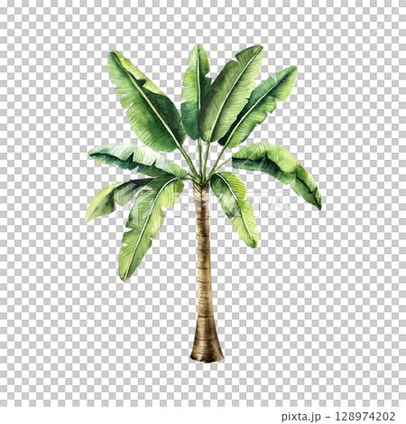 Realistic banana palm tree. Watercolor hand drawn vibrant green leaf. Isolated kentia illustration on transparent background. Perfect for tropical design projects. For designers, invitations Realistic banana palm tree. Watercolor hand drawn vibrant green leaf. Isolated kentia illustration on transparent background. Perfect for tropical design projects. For designers, invitations 128974202