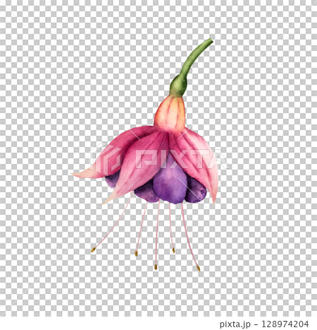 Realistic blooming fuchsia flower. Watercolor hand drawn tropical plant. Isolated botanical illustration on transparent background. Perfect for tropical design projects. For designers, invitations Realistic blooming fuchsia flower. Watercolor hand drawn tropical plant. Isolated botanical illustration on transparent background. Perfect for tropical design projects. For designers, invitations 128974204