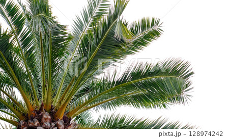A vibrant close-up of a palm tree's fronds and trunk, set against a bright, clear white background, emphasizing the lush green foliage A vibrant close-up of a palm tree's fronds and trunk, set against a bright, clear white background, emphasizing the lush green foliage 128974242