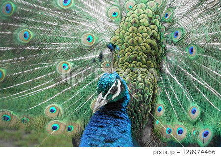 羽を広げたインドクジャク 128974466