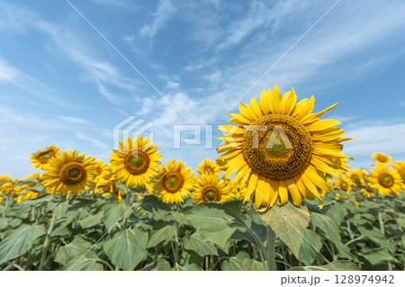 満開のひまわり　宮城県山元町のひまわり畑（2025やまもとひまわり祭り）　宮城県山元町 128974942