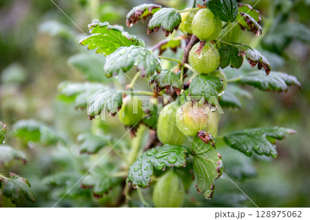 Green Gooseberries Growing on Bush with Raindrops After Rain in Garden Close-Up Green Gooseberries Growing on Bush with Raindrops After Rain in Garden Close-Up 128975062