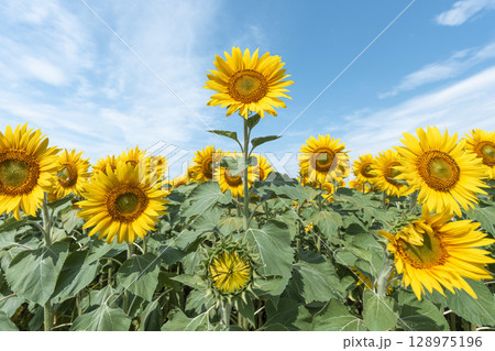 満開のひまわり 宮城県山元町のひまわり畑(2025やまもとひまわり祭り) 宮城県山元町 満開のひまわり 宮城県山元町のひまわり畑(2025やまもとひまわり祭り) 宮城県山元町 128975196