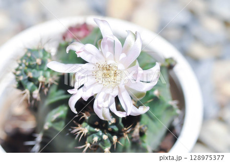 Gymnocalycium ,Gymnocalycium mihanovichii or gymnocalycium mihanovichii variegated with flower or cactus flower Gymnocalycium ,Gymnocalycium mihanovichii or gymnocalycium mihanovichii variegated with flower or cactus flower 128975377