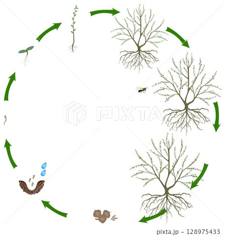 Life cycle of manuka plant on a white background. 128975433