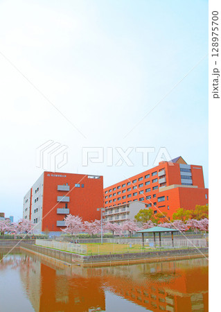 愛知県名古屋市、名古屋学院大学と満開の桜の風景 愛知県名古屋市、名古屋学院大学と満開の桜の風景 128975700