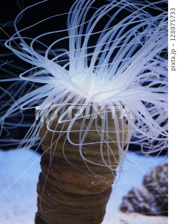 触手を広げるイソギンチャク 触手を広げるイソギンチャク 128975733