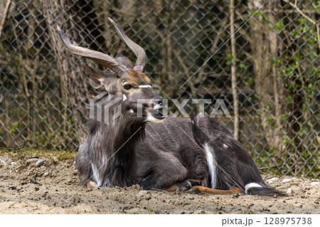 Nyala Antelope - Tragelaphus angasii. Wild life animal. 128975738
