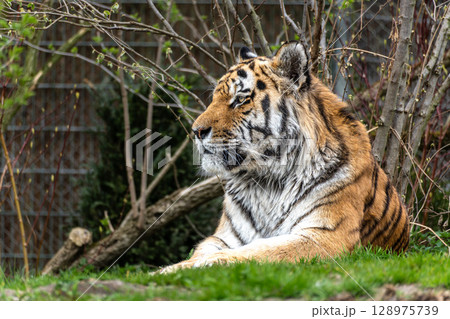 The Siberian tiger,Panthera tigris altaica in a park 128975739