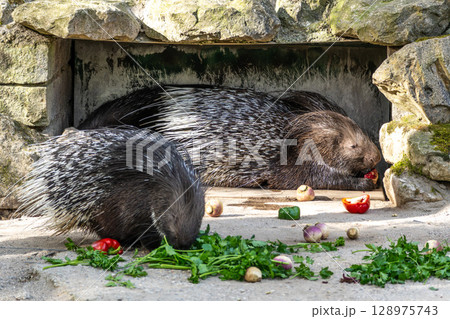 Indian crested Porcupine, Hystrix indica in a german nature park 128975743