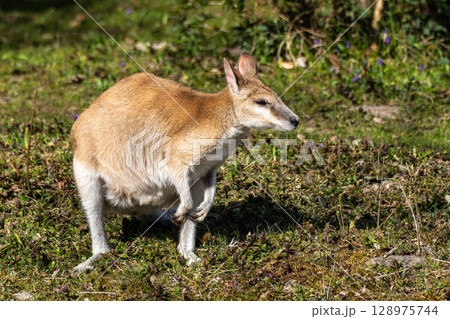 The agile wallaby, Macropus agilis also known as the sandy wallaby 128975744