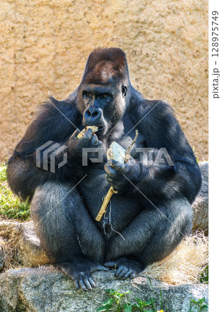 Gorillas are ground-dwelling, predominantly herbivorous apes, Sub-Saharan Africa 128975749