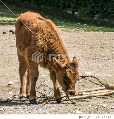Young baby Heck cattle, Bos primigenius taurus or aurochs in a German park 128975752