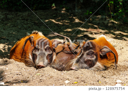 Red river hog, Potamochoerus porcus, also known as the bush pig. Red river hog, Potamochoerus porcus, also known as the bush pig. 128975754