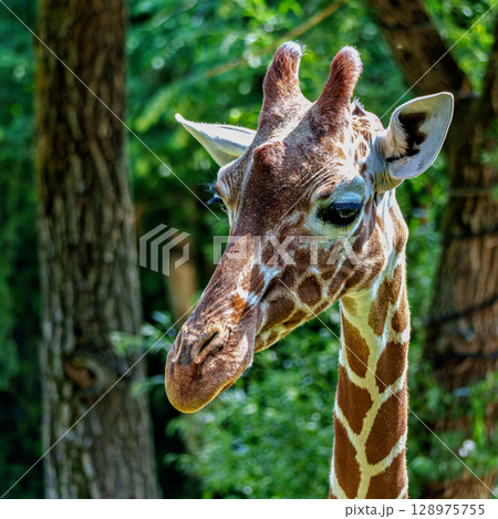 The giraffe, Giraffa camelopardalis is an African mammal The giraffe, Giraffa camelopardalis is an African mammal 128975755