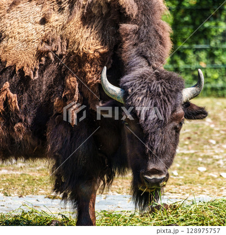American buffalo known as bison, Bos bison in a german park American buffalo known as bison, Bos bison in a german park 128975757