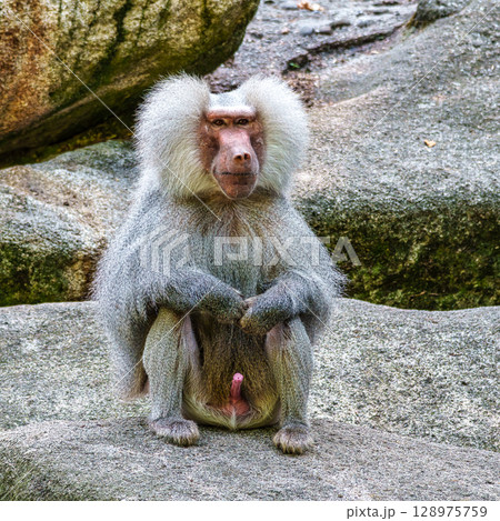 The hamadryas baboon, Papio hamadryas is a species of baboon The hamadryas baboon, Papio hamadryas is a species of baboon 128975759