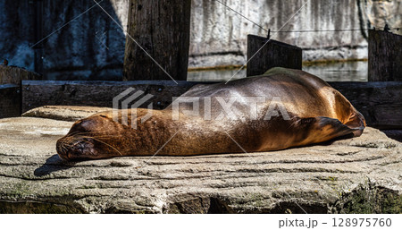 The South American sea lion, Otaria flavescens in the zoo 128975760