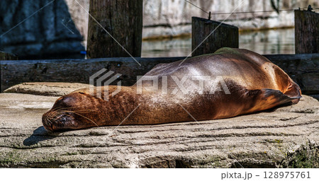 The South American sea lion, Otaria flavescens in the zoo The South American sea lion, Otaria flavescens in the zoo 128975761