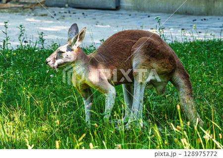 The red kangaroo, Macropus rufus is the largest of all kangaroos and the largest extant marsupial. The red kangaroo, Macropus rufus is the largest of all kangaroos and the largest extant marsupial. 128975772