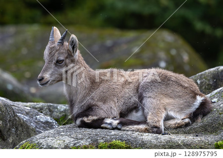 Young baby mountain ibex or capra ibex on a rock Young baby mountain ibex or capra ibex on a rock 128975795