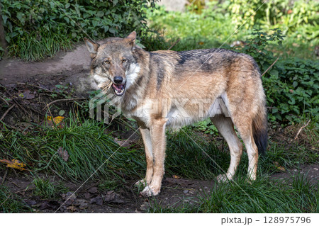 European Grey Wolf, Canis lupus in a german park European Grey Wolf, Canis lupus in a german park 128975796