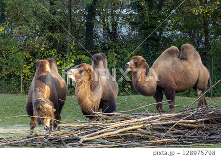 Bactrian camel, Camelus bactrianus in a german park 128975798