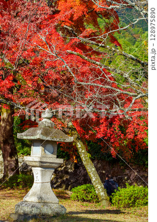 紅葉に包まれた日吉大社の参道 紅葉に包まれた日吉大社の参道 128975890