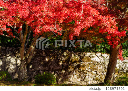 紅葉に包まれた日吉大社の参道 128975891