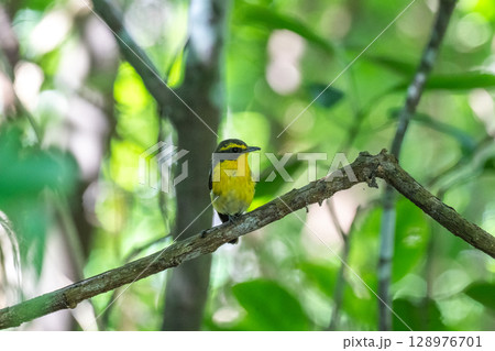 キビタキのさえずり －石垣島にて－ 128976701
