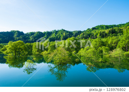 白川湖の水没林 白川湖の水没林 128976802