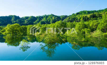 白川湖の水没林 128976803