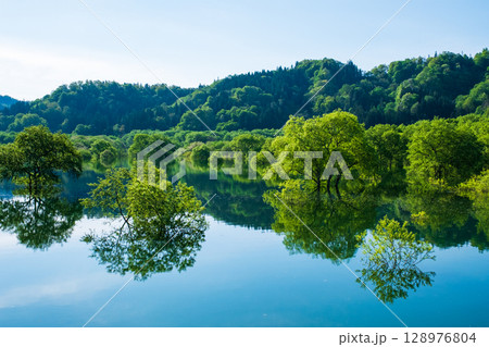 白川湖の水没林 白川湖の水没林 128976804