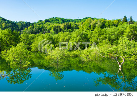 白川湖の水没林 128976806