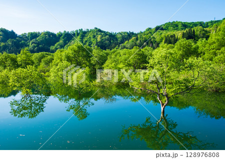 白川湖の水没林 白川湖の水没林 128976808